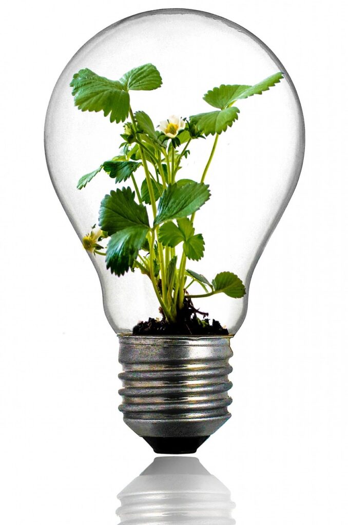 bulb, light bulb, growth, plant, light, green, leaf, global, savings, isolated, innovation, power, recycling, electricity, ecology, nature, light bulb, innovation, innovation, innovation, innovation, innovation, recycling, recycling